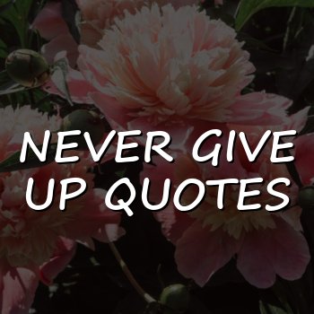 never give up quotes - 2026